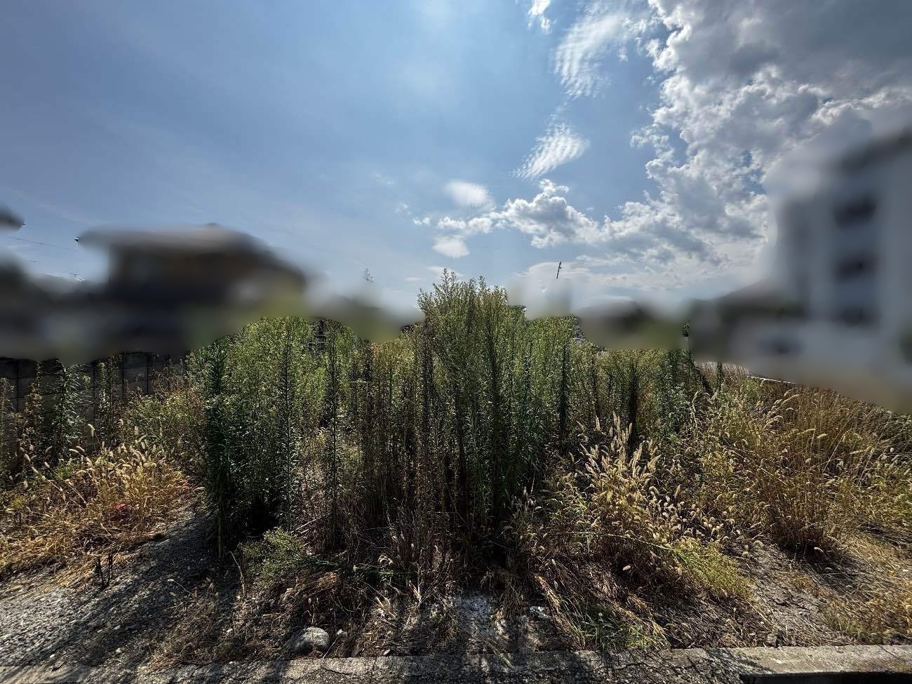 除草作業